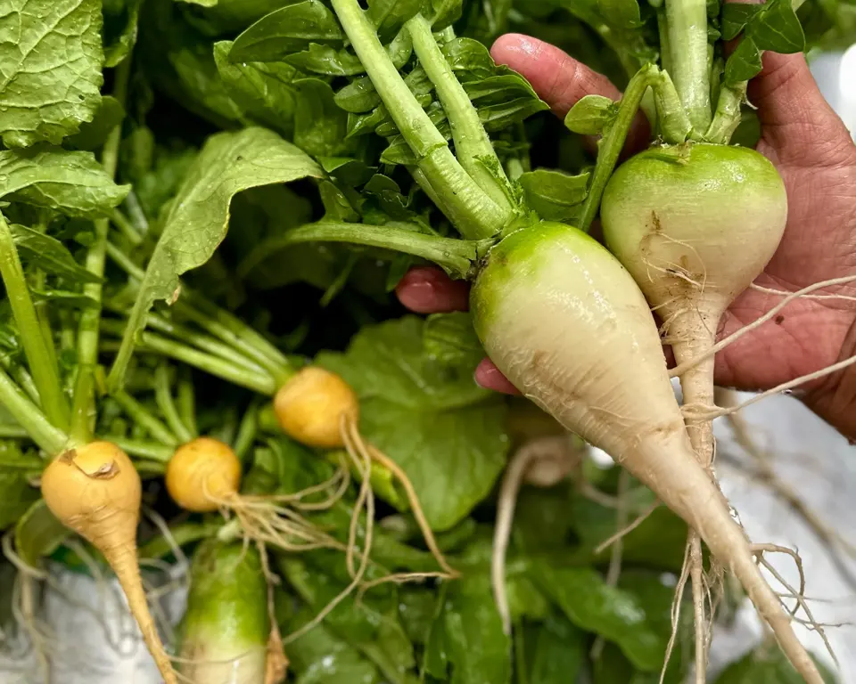 Farmer's Market to Table