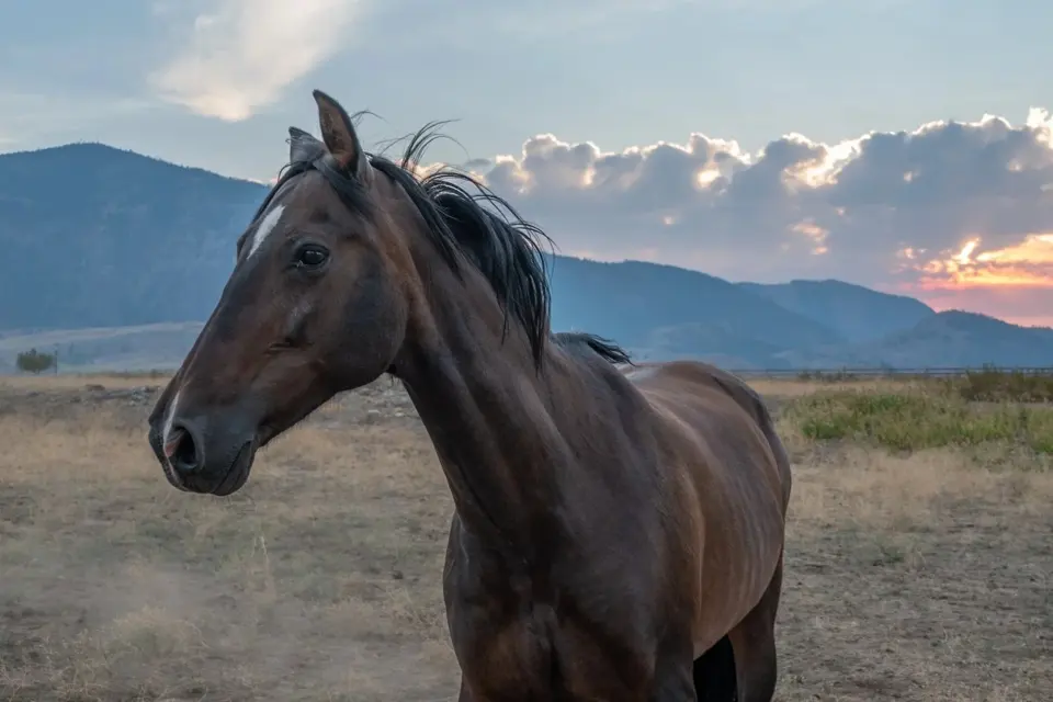Horse Connections