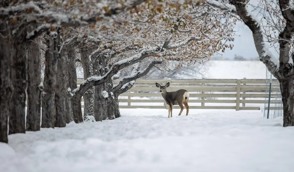 Snow and deer
